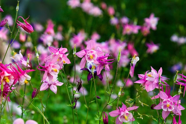 Columbine Flowers