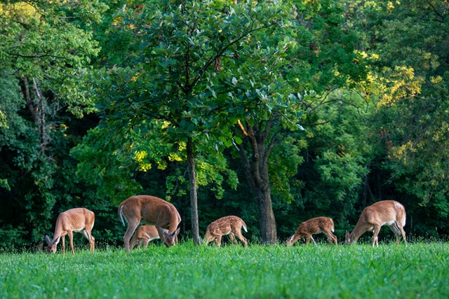 Deer Do Eat Grass