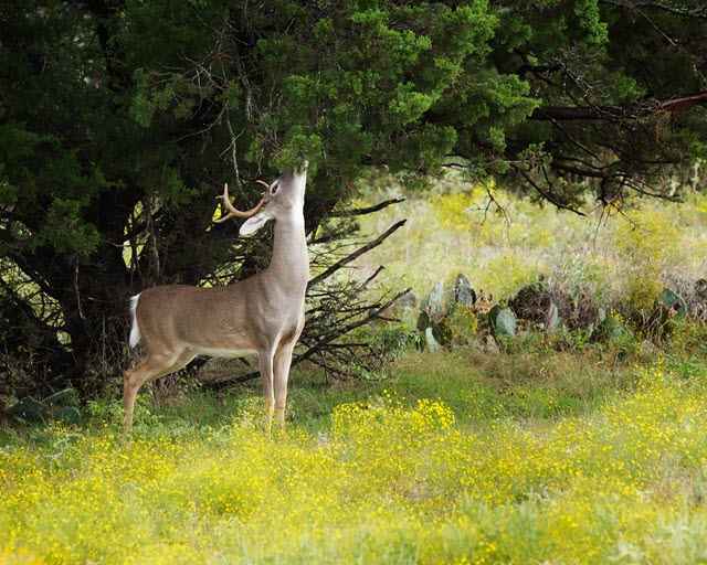 Deer Eat Grass