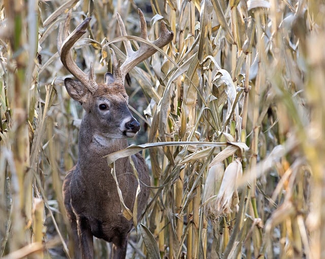 Deer in Cornfield