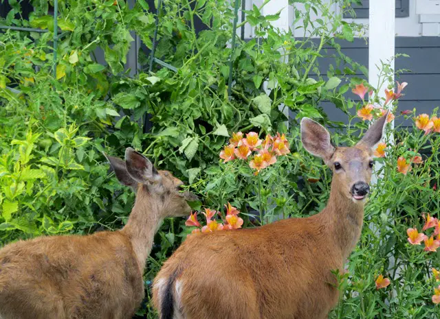 Deer in a Garden Eating Flowers