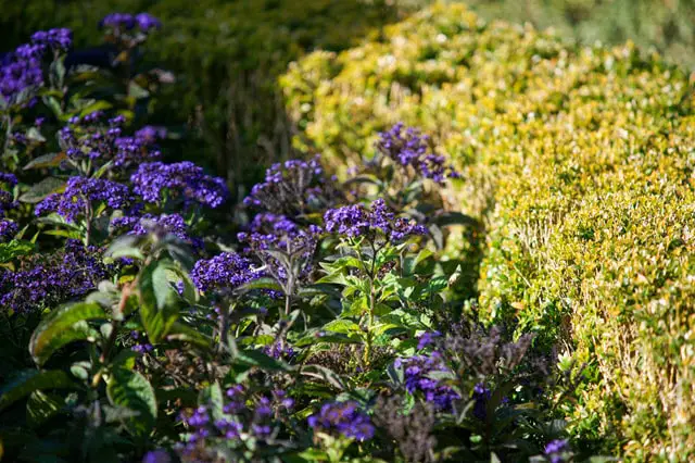 Deer Resistant Annuals for Part-Sun Locations