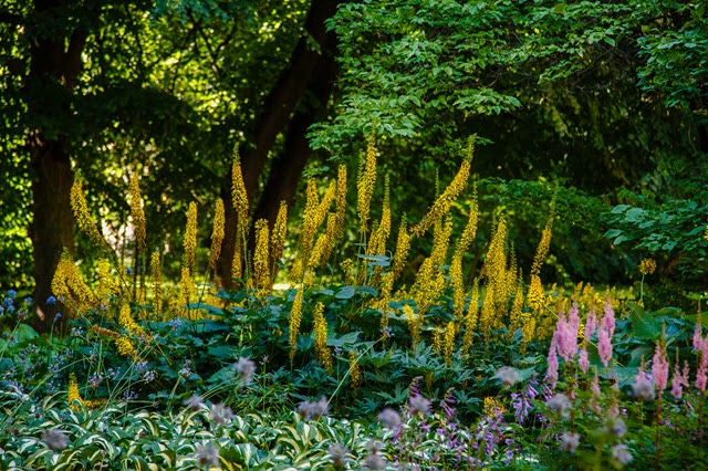 Deer Resistant Perennials for Shade