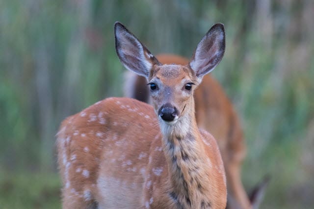 Deer with DHLS (Deer Hair Loss Syndrome) - A Common Cause of Deer Whisker Loss