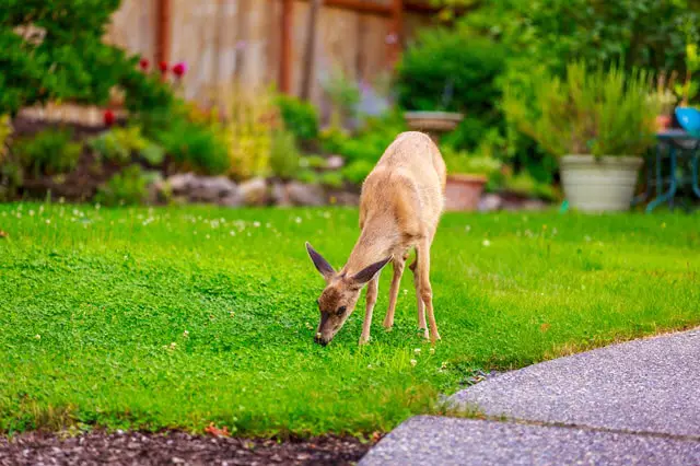 Do Deer Eat Lawn Grass?