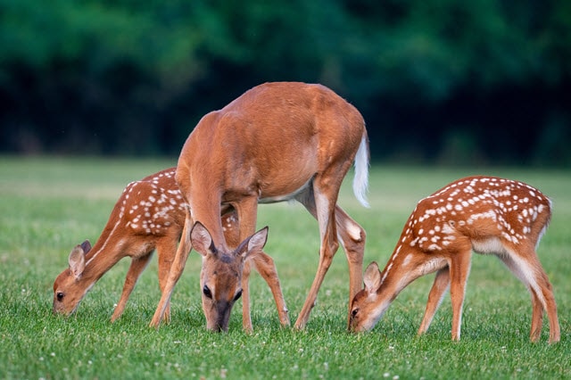 Do White Tailed Deer Eat Grass?