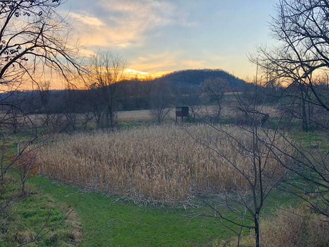 Food Plot for Deer