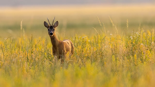 How Deer Detect Motion
