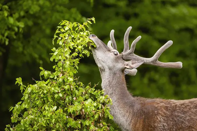 How Do Whiskers Help Deer Eat?