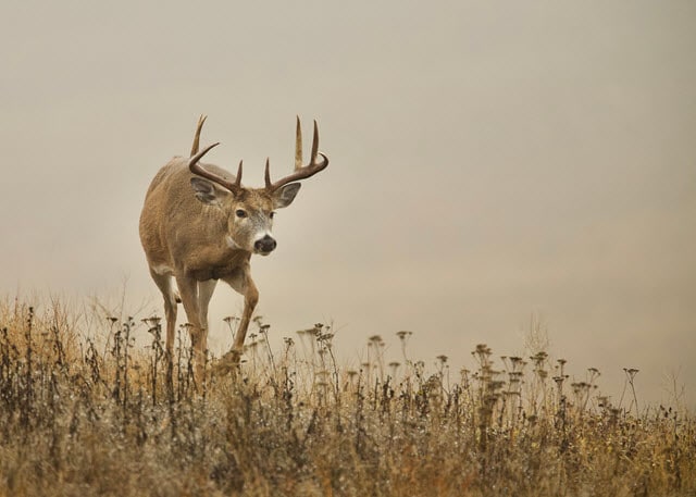 How Far Can Deer Hear Rattling?