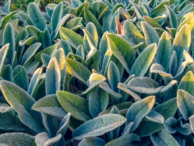 Lamb's Ear is a Deer Resistant Perennial Plant