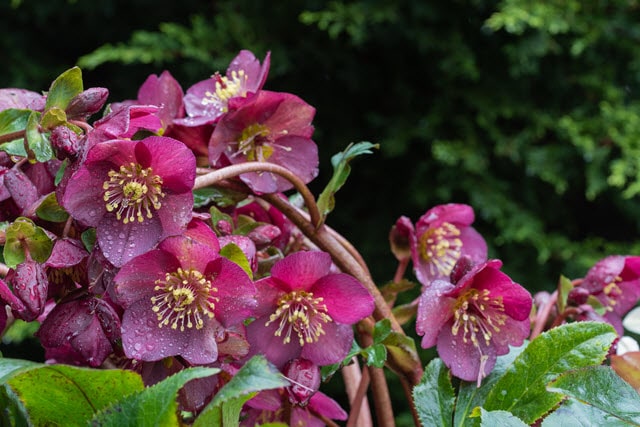 Lenten Rose