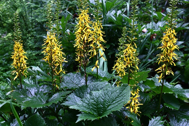 Ligularia is a Great Shade Plant Deer Don't Like