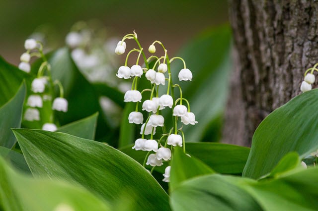 Lily of the Valley Plant