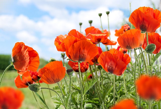 Oriental Poppies