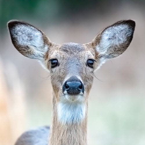 While Deer Vision May Not Be Great at Seeing Colors, Their Sense of Smell and Hearing are Superior and Help Them Survive in the Wild