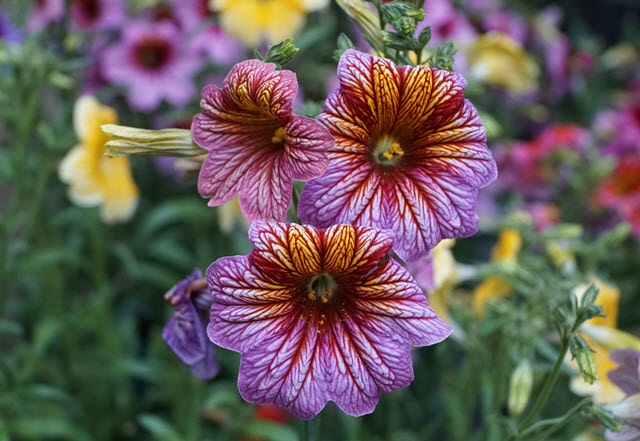 Painted Tongues Flower