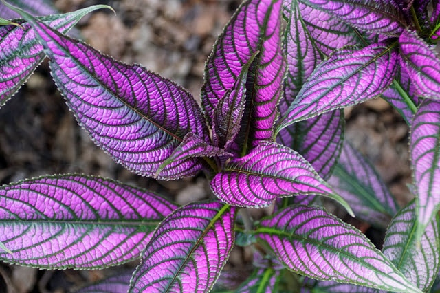 Persian Shield Plant