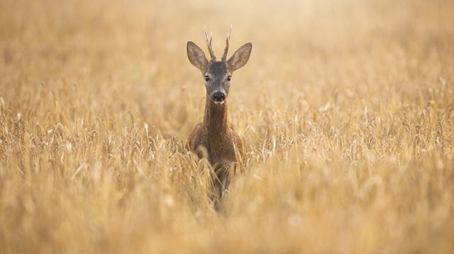 Roe Deer in a Wheatfield
