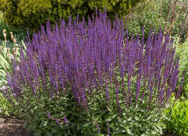 Salvia Nemorosa Caradonna - Most Deer Dislike the Smell of Meadow Sage, Making it a Deer Resistant Perennial Plant