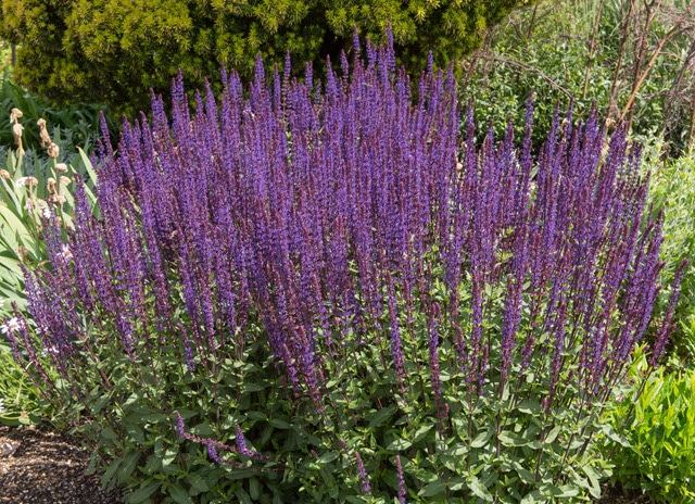 Salvia Nemorosa Caradonna - Most Deer Dislike the Smell of Meadow Sage, Making it a Deer Resistant Perennial Plant