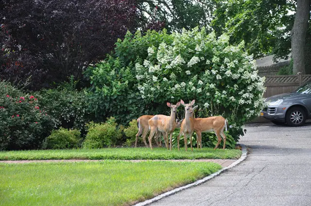 What Annuals Are Most Deer Resistant?