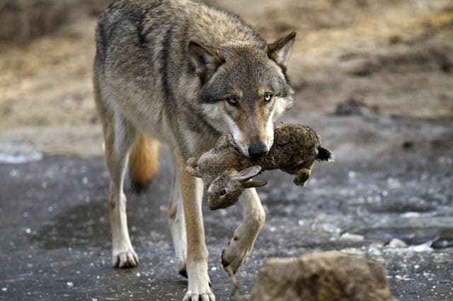 What Else do Wolves Eat Other Than Deer?