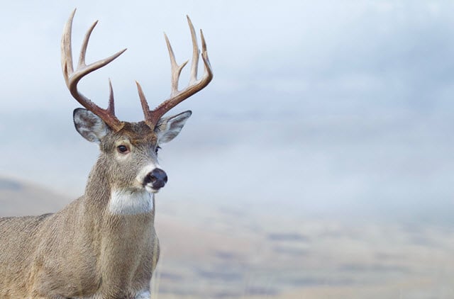 What is a Brow Tine Deer?