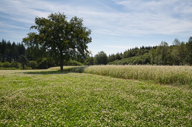 White Clover Food Plot for Deer Alongside Buckwheat Field