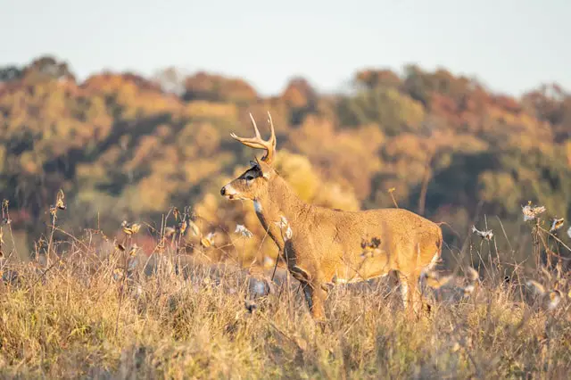 Whitetail Buck in Field in Fall During Hunting Season