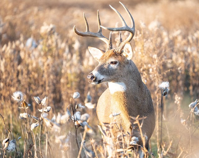 White Tailed Buck in Food Plot in Fall