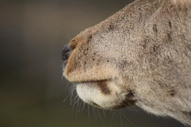 Why Do Deer Have Whiskers?