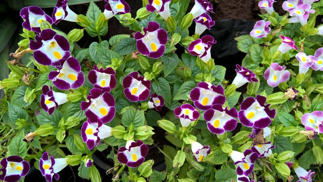 Wishbone Flowers - Torenia