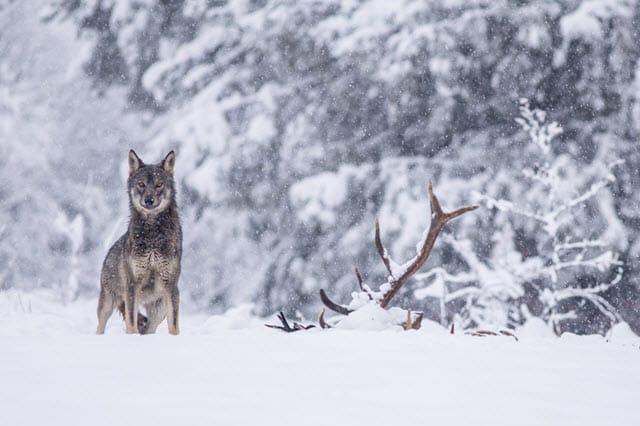 Wolf and Dead Deer in Winter