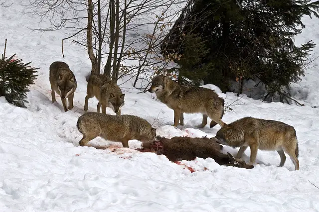 Wolf Pack with Deer Kill