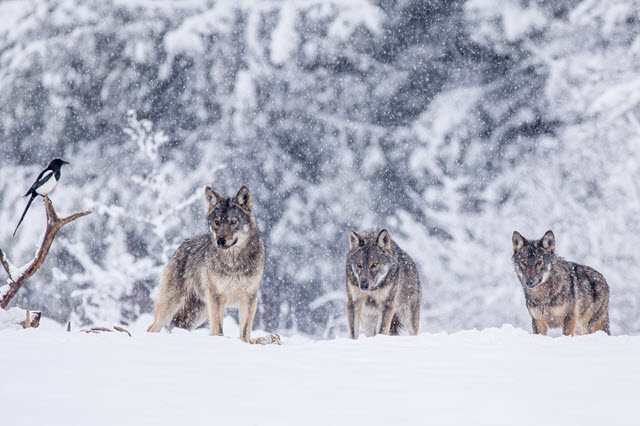 Wolves Hunt Deer in a Pack