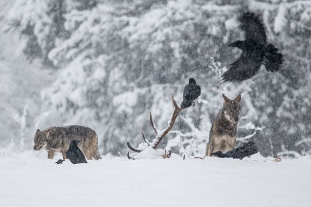 Wolves Eating Deer in Winter