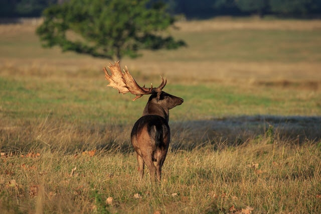 Melanistic Fallow Deer