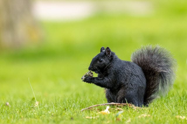 Other Melanistic Animals