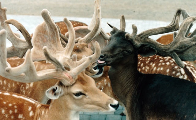 melanistic and albino deer