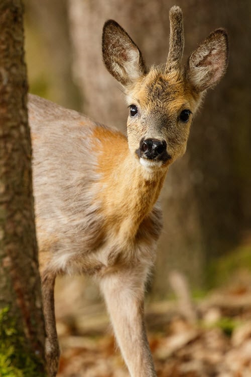 A Deer With One Antler