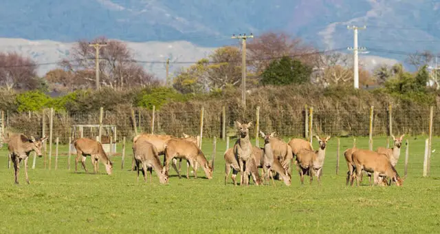 Herd of Deer in a Field on a Deer Farm