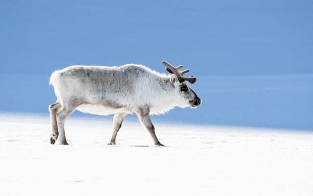 A Reindeer in Winter