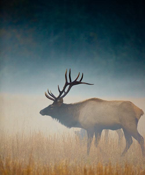 About Elk or Wapiti