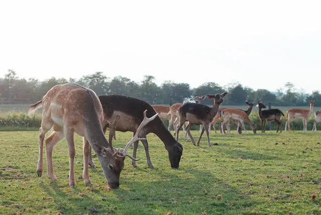 Animal Health on Deer Farms