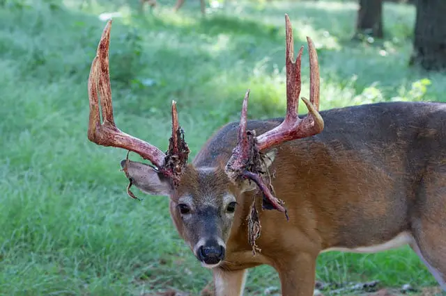 Deer Antlers With Velvet Shedding