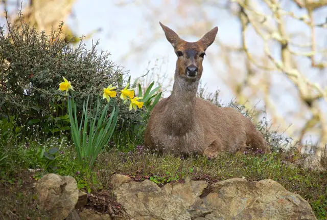 Are Daffodils Deer Resistant?