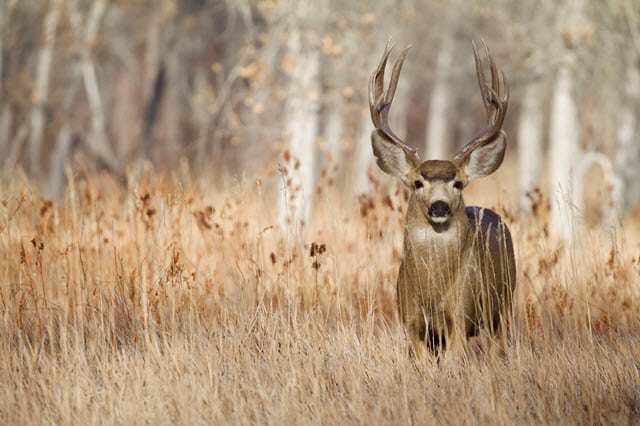 Are Mule Deer Smart? - How Smart Are Mule Deer?