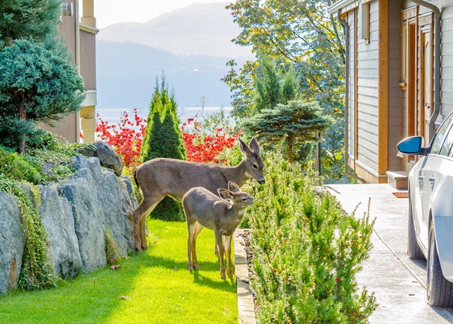 Are Petunias Deer Resistant?