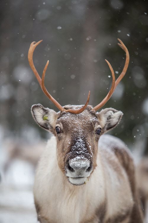 Are Reindeer Noses Red?